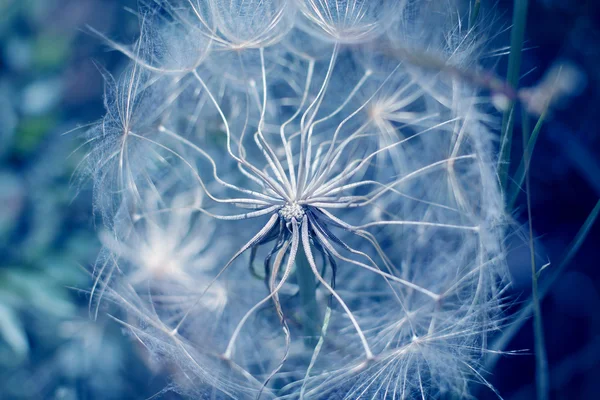 Close up of dandelion — Stock Photo, Image