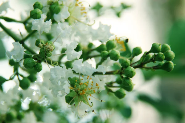 Blomsterbakgrunn – stockfoto