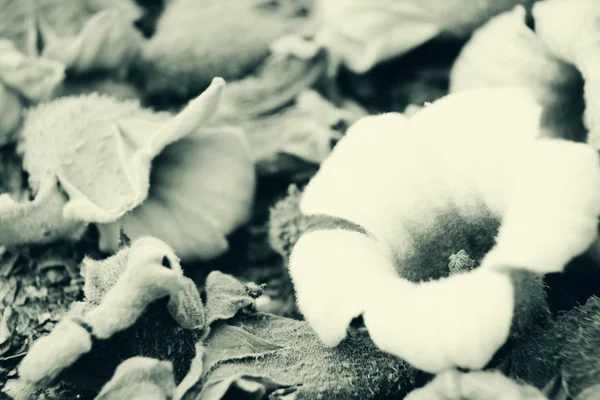 Красивые Осенние Цветы Фоне Земли — стоковое фото