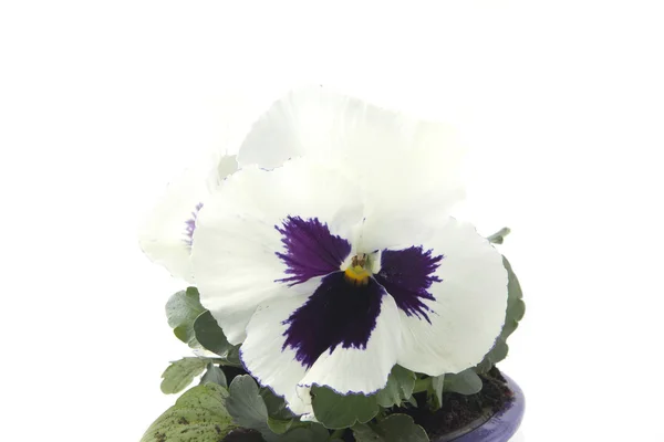 Leven van witte viooltjes — Stockfoto