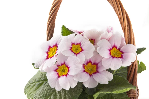 Primula viva in un cesto decorativo — Foto Stock