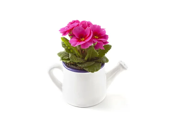 Primrose living in a watering can — Stock Photo, Image