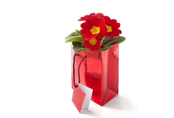 Primula viva in una busta regalo rossa — Foto Stock