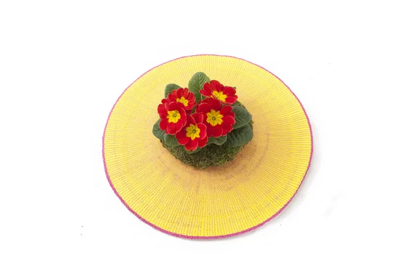 Live primrose in a decorative wreath — Stock Photo, Image