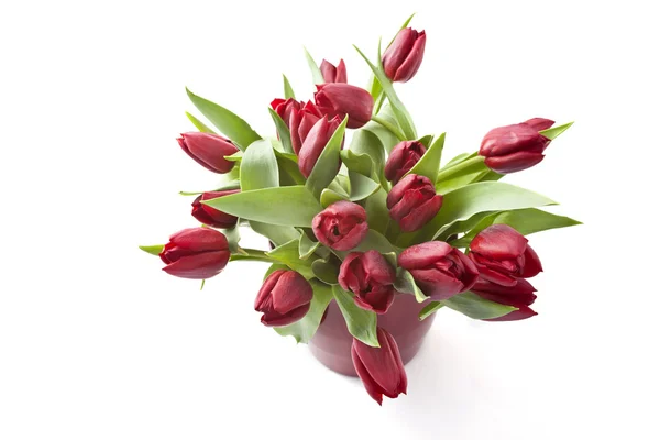 Bouquet de tulipes rouges — Photo