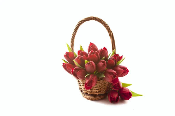 Bouquet of red tulips on white background — Stock Photo, Image