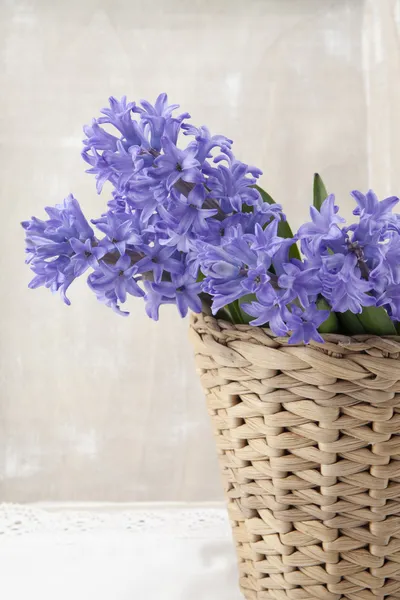 Bouquet di giacinti viola — Foto Stock