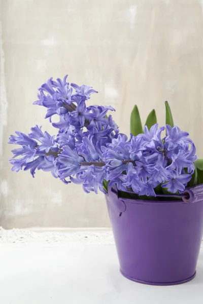 紫色的风信子的花束 — 图库照片
