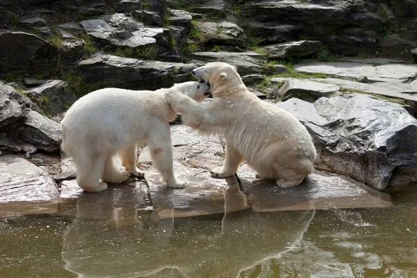 หมีขั้วโลกสองตัวเล่นในฤดูใบไม้ผลิ — ภาพถ่ายสต็อก