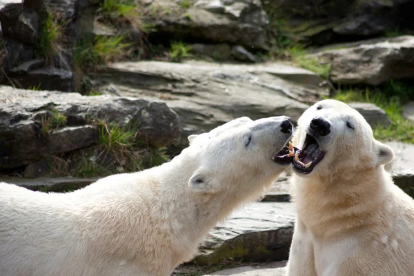 Dos osos polares jugando en primavera — Foto de Stock