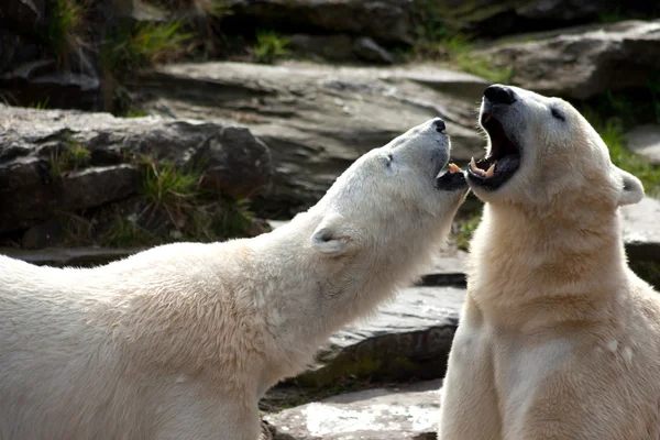 Två isbjörnar som spelar under våren — Stockfoto