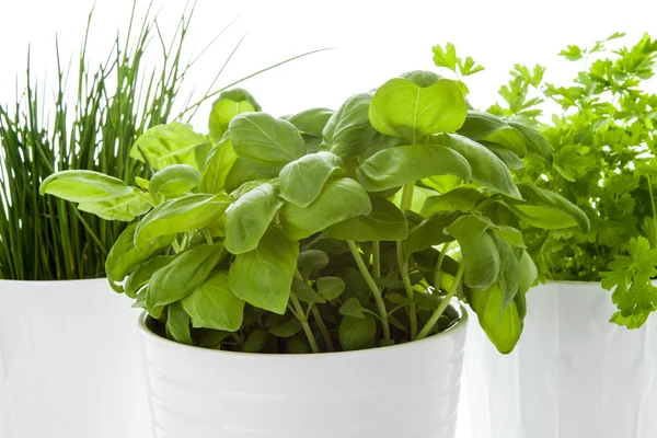 Herbes dans un pot dans la cuisine — Photo