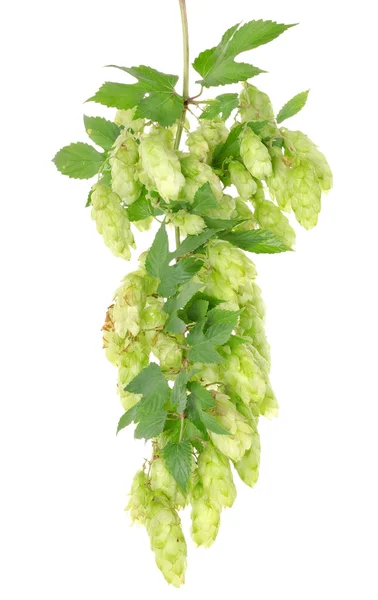 Cluster of hops with leafs isolated — Stock Photo, Image