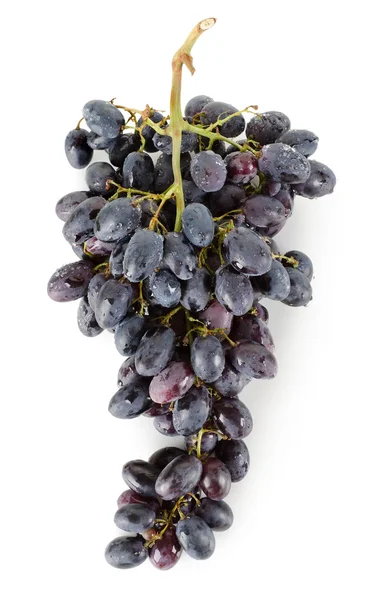 Ramo de uvas azules — Foto de Stock