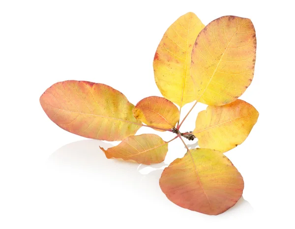 Υποκατάστημα με Φθινοπωρινά φύλλα — Φωτογραφία Αρχείου