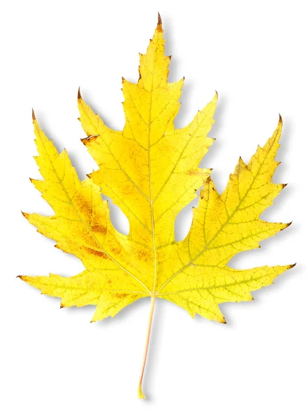 Autumn maple leaf — Stock Photo, Image