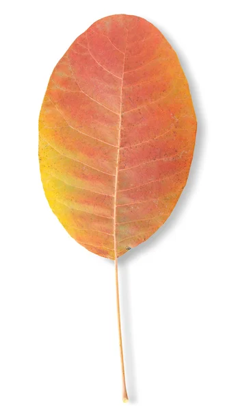 Autumn leaf — Stock Photo, Image