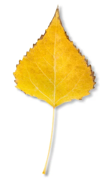 자작나무 잎 — 스톡 사진