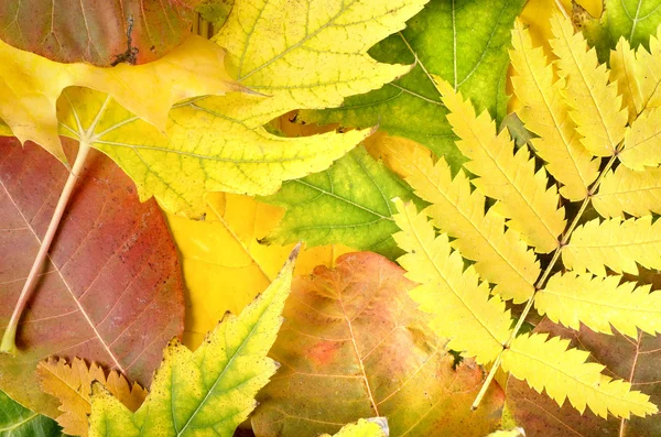 从不同颜色的树叶背景 — 图库照片