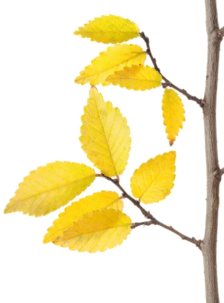 Yellow Autumn Branch — Stock Photo, Image