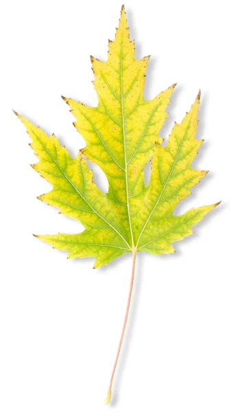 Gelbes Herbst-Ahornblatt — Stockfoto