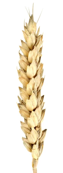Изолированная пшеница — стоковое фото