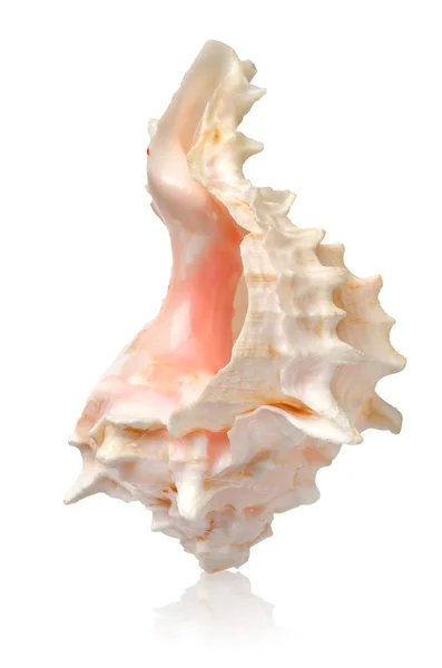 Shell in a vertical position — Stock Photo, Image