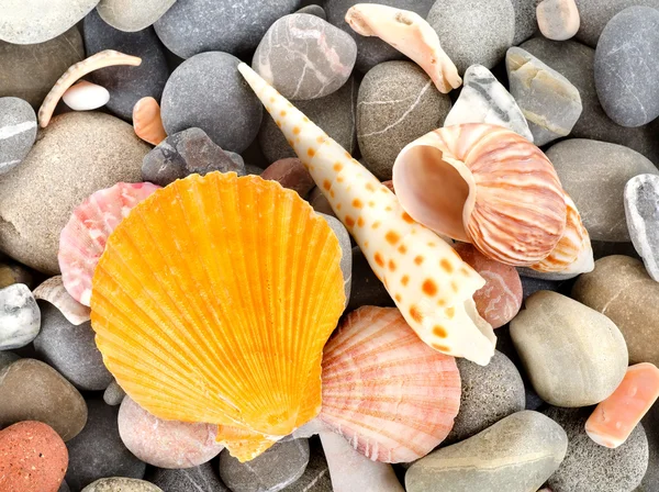 Starfish and sea shells — Stock Photo, Image