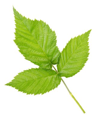 Ahududu yaprakları üç