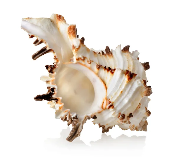 Big seashell isolated — Stock Photo, Image