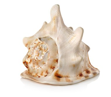 büyük seashell izole