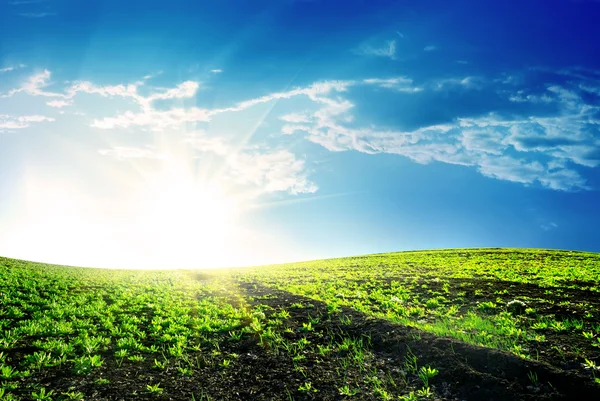 Spring meadow — Stock Photo, Image