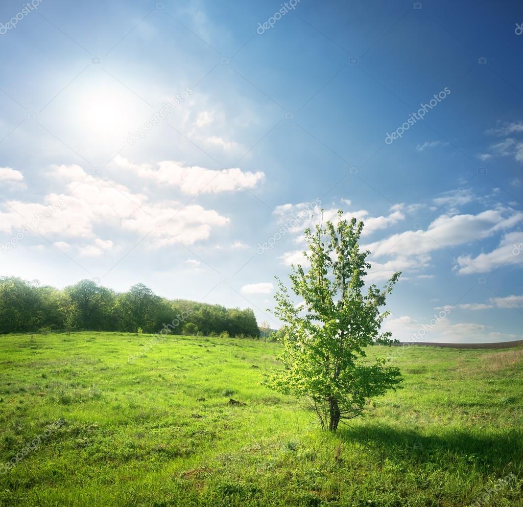 Blooming green tree