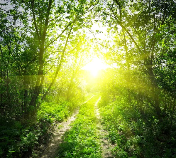 Country road and sunlight — Stock Photo, Image