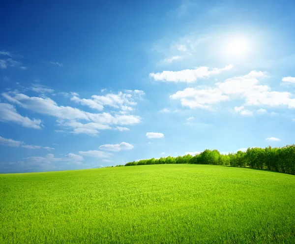 Feld aus grünem Gras — Stockfoto