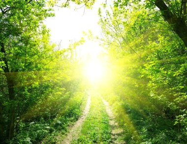 yol ve güneş ışığı