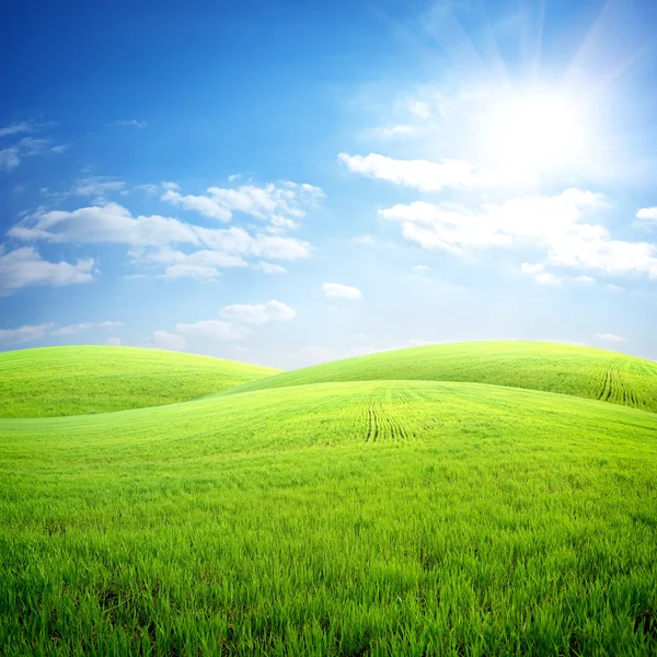 Field of fresh grass Stock Photo