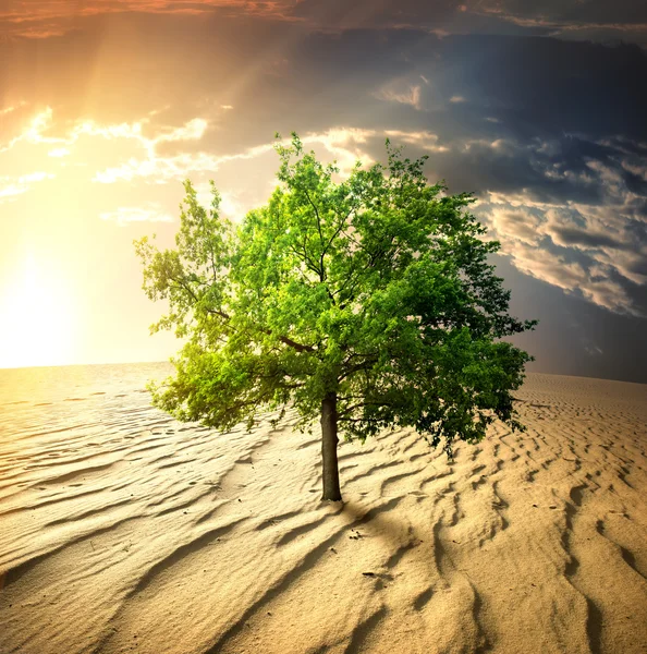 Зеленое дерево в пустыне — стоковое фото