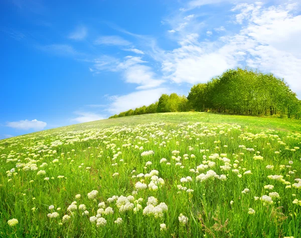 Gebied van witte bloemen — Stockfoto