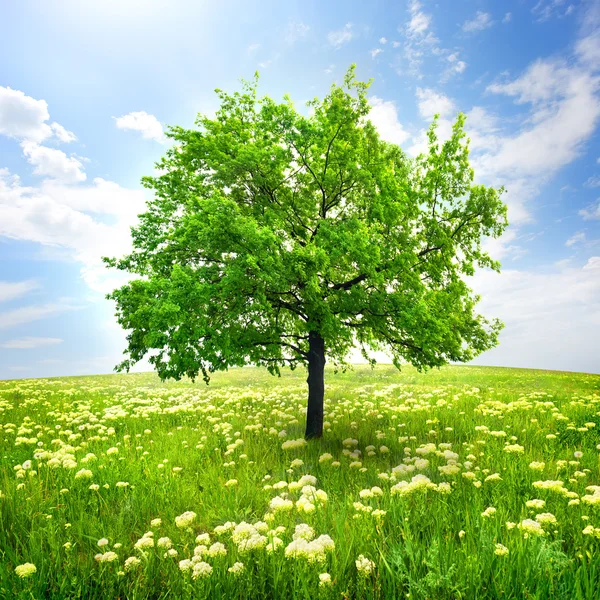 Tree and wild flowers — Stock Photo, Image