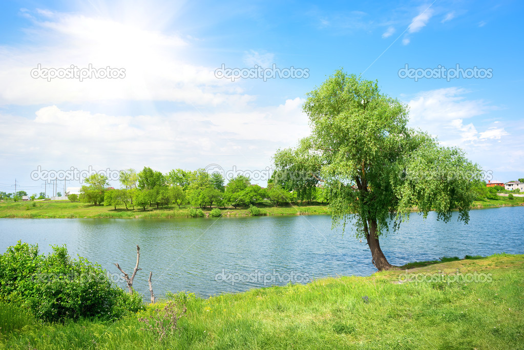 Tree and lake