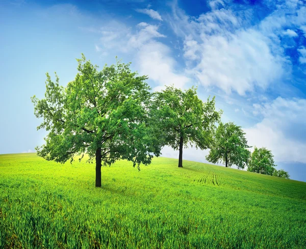 Árboles en el campo — Foto de Stock