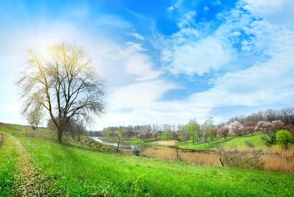 Grande albero e lago — Foto Stock