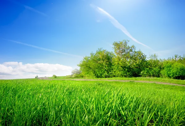 Gras auf dem Feld — Stockfoto