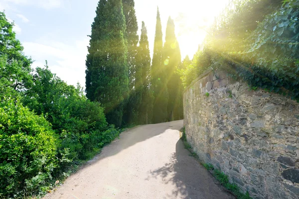 Alley in Vorontsov park — Stock Photo, Image