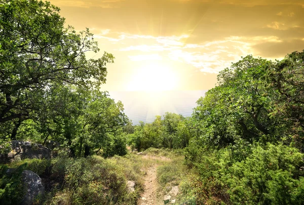 Sunlight in mountain forest — Stock Photo, Image