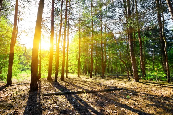 Amanecer en un bosque de pinos — Foto de Stock