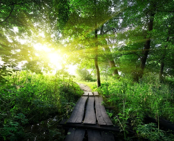 Ponte di legno nel bosco — Foto Stock