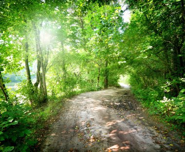 Orman yol şafak
