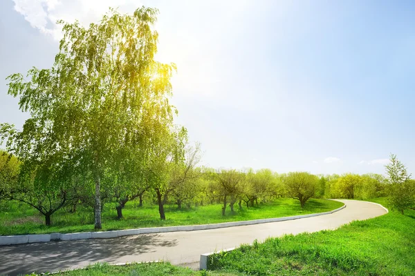 Asphalt road in the park — Stock Photo, Image